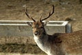 An adult male European fallow deer, sowing grain, on the territory of a hunting farm. great illustration of wildlife