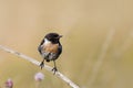 An adult male European Stonechat, Saxicola rubicola.