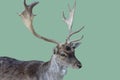 adult male fallow deer head with branched horns- Royalty Free Stock Photo