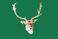 adult male fallow deer head with branched horns- Royalty Free Stock Photo