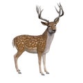 Adult male Fallow Deer standing looking at camera. Isolated 3D illustration