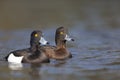 A adult male and female tufted duck Aythya fuligula swimming and foraging in a city pond in the capital city of Berlin Germany. Royalty Free Stock Photo