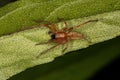 Adult Male Ghost Spider