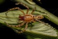 Adult Male Ghost Spider