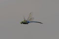 Adult male Giant Darner in flight