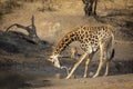 Adult male giraffe drinking water from a dam with an impala in the background in golden afternoon light in Kruger Park South Royalty Free Stock Photo