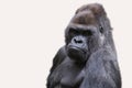 Adult male gorilla back silver