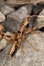 Adult male grasshopper.