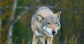 Large grey wolf smells after rivals and danger in the forest