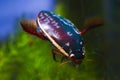 Adult male of great diving beetle, Dytiscus marginalis, wide-spread freshwater predator insect hunt for prey