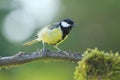 Adult male Great Tit (Parus major) Royalty Free Stock Photo