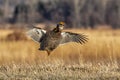 Greater Prairie Chicken In Flight