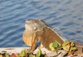 Adult male Green Iguana basking in the sun Royalty Free Stock Photo