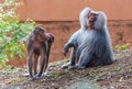Adult male Hamadryas baboon (Papio hamadryas) and its female partner having red swollen bottoms Royalty Free Stock Photo