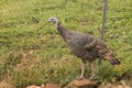 Adult male heirloom wild turkey, American Thanksgiving holiday d Royalty Free Stock Photo