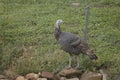 Adult male heirloom wild turkey, American Thanksgiving holiday dinner, healthy autumn harvest game bird Royalty Free Stock Photo