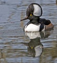 Adult male hooded merganser Royalty Free Stock Photo