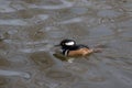 A Hooded Merganser swimming in a lake Royalty Free Stock Photo