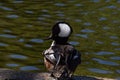 An adult male hooded mergansers in a lake Royalty Free Stock Photo