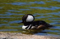 An adult male hooded mergansers in a lake Royalty Free Stock Photo