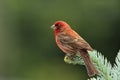 Adult Male House Finch Royalty Free Stock Photo