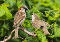 An adult male house sparrow passer domesticus feeding a baby Royalty Free Stock Photo