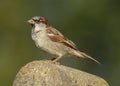 An adult male house sparrow passer domesticus
