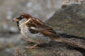 Adult male House Sparrow observing perched on a stone Royalty Free Stock Photo