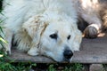 Adult male hungarian kuvasz portrait