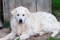 Adult male Hungarian Kuvasz shepherd dog resting