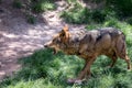 Adult male iberian wolf