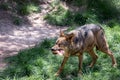 Adult male iberian wolf