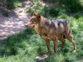 Adult male iberian wolf