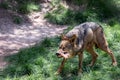 Adult male iberian wolf