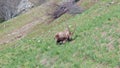 Adult male Ibex scratching itself for sprintime molt Capra Ibex with big horns, wildlife on the Alps.