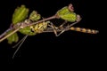 Adult Male Ichneumonid Wasp