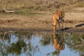 Adult male impala Aepyceros melampus drinking from a waterhole with reflection Royalty Free Stock Photo