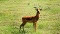 Adult male impala standing on the green grass in bright sunlight