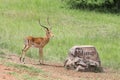 Adult male Impala standing on path