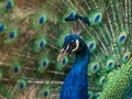 Indian Peacock, Pavo cristatus, displaying its colorful feathers Royalty Free Stock Photo