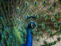 Indian Peacock, Pavo cristatus, displaying its colorful feathers Royalty Free Stock Photo