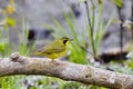 Adult male Kentucky Warbler