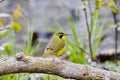 Adult male Kentucky Warbler