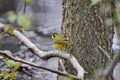 Adult male Kentucky Warbler