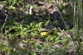 Adult male Kentucky Warbler