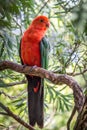 Wild Adult Male King Parrot, Queen Mary Falls, Queensland, Australia, March 2018 Royalty Free Stock Photo