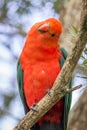 Wild Adult Male King Parrot, Queen Mary Falls, Queensland, Australia, March 2018 Royalty Free Stock Photo