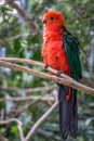 Wild Adult Male King Parrot, Queen Mary Falls, Queensland, Australia, March 2018 Royalty Free Stock Photo