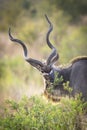 Adult male kudu eating green bush in Kruger Park in South Africa Royalty Free Stock Photo