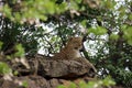 Adult male leopard sitting on a rock Royalty Free Stock Photo